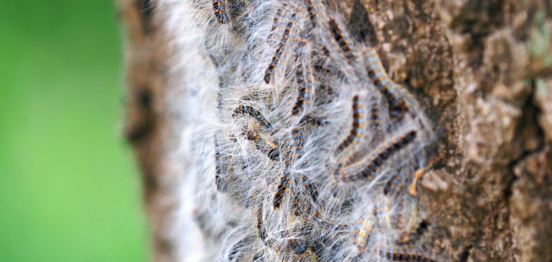 chenille processionnaire