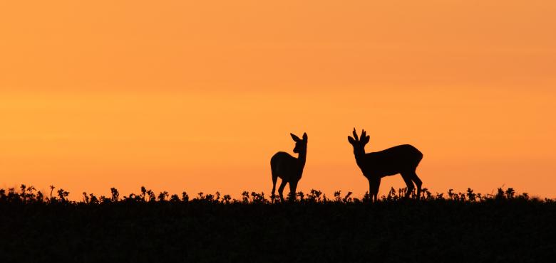 Photo des Chercheurs d'images