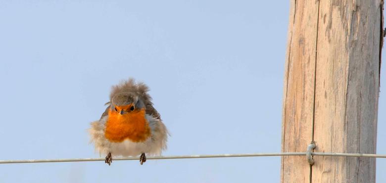 Photo Rouge-gorge Michele Monnier